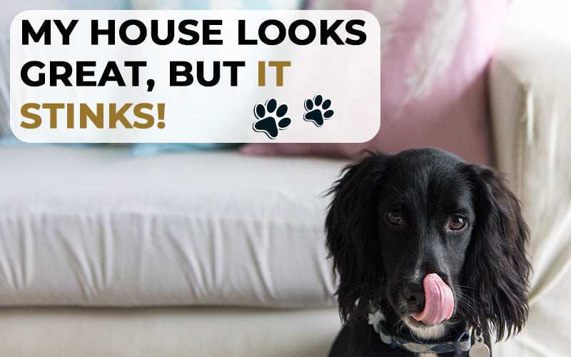 My house looks great but it stinks